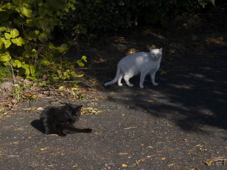 f:id:mayutan_karu:20111117093519j:image:w640 f:id:mayutan_karu:20111117093519j:image:w640