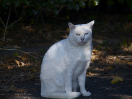 f:id:mayutan_karu:20111117093540j:image:w640 f:id:mayutan_karu:20111117093540j:image:w640