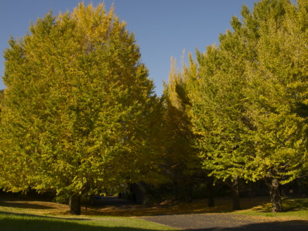 f:id:mayutan_karu:20111117094549j:image:w640 f:id:mayutan_karu:20111117094549j:image:w640