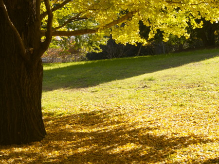 f:id:mayutan_karu:20111117095256j:image:w640 f:id:mayutan_karu:20111117095256j:image:w640
