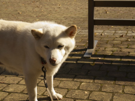 f:id:mayutan_karu:20111117095600j:image:w640 f:id:mayutan_karu:20111117095600j:image:w640