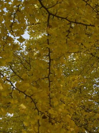 f:id:mayutan_karu:20111117100203j:image:w640 f:id:mayutan_karu:20111117100203j:image:w640