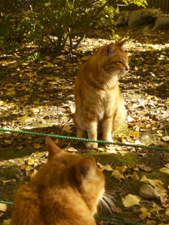 f:id:mayutan_karu:20111117100459j:image:w640 f:id:mayutan_karu:20111117100459j:image:w640