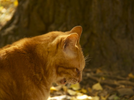 f:id:mayutan_karu:20111117100932j:image:w640 f:id:mayutan_karu:20111117100932j:image:w640