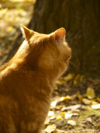 f:id:mayutan_karu:20111117100949j:image:w640 f:id:mayutan_karu:20111117100949j:image:w640