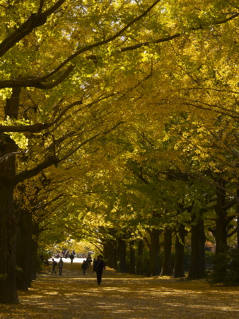 f:id:mayutan_karu:20111117101233j:image:w640 f:id:mayutan_karu:20111117101233j:image:w640