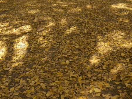 f:id:mayutan_karu:20111117101716j:image:w640 f:id:mayutan_karu:20111117101716j:image:w640