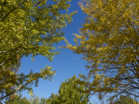 f:id:mayutan_karu:20111117102436j:image:w640 f:id:mayutan_karu:20111117102436j:image:w640