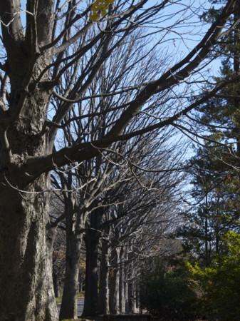 f:id:mayutan_karu:20111117102523j:image:w640 f:id:mayutan_karu:20111117102523j:image:w640