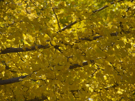 f:id:mayutan_karu:20111117102558j:image:w640 f:id:mayutan_karu:20111117102558j:image:w640