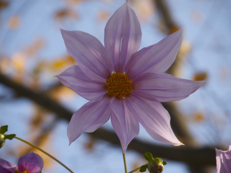 f:id:mayutan_karu:20111117105436j:image:w640 f:id:mayutan_karu:20111117105436j:image:w640