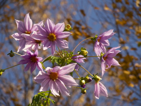 f:id:mayutan_karu:20111117105509j:image:w640 f:id:mayutan_karu:20111117105509j:image:w640