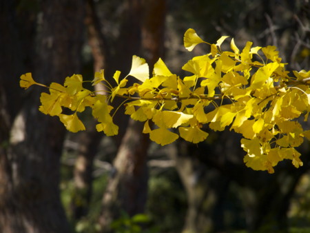f:id:mayutan_karu:20111117110716j:image:w640 f:id:mayutan_karu:20111117110716j:image:w640