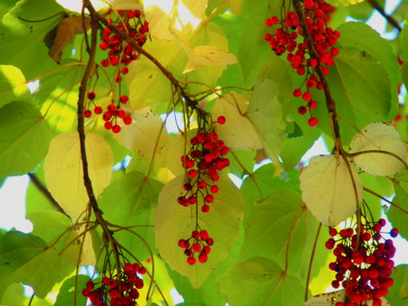 f:id:mayutan_karu:20111117111459j:image:w640 f:id:mayutan_karu:20111117111459j:image:w640