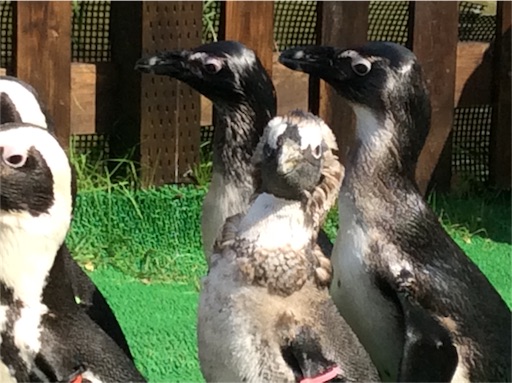 f:id:mbb-penguin:20151003195450j:image f:id:mbb-penguin:20151003195450j:image