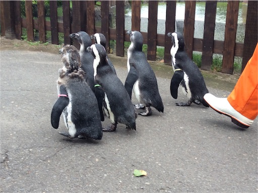 f:id:mbb-penguin:20151010123310j:image f:id:mbb-penguin:20151010123310j:image