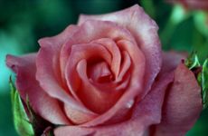 f:id:me_262:20090712213923j:image:left f:id:me_262:20090712213923j:image:left