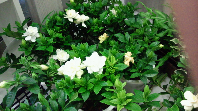 f:id:megacsc53:20120514175600j:image