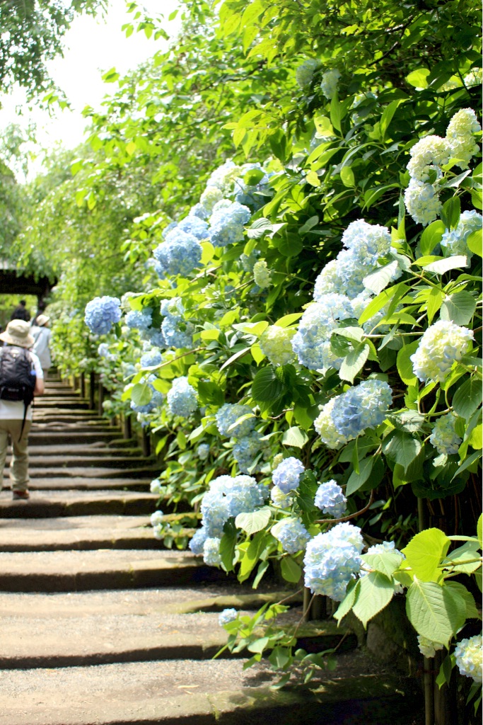 f:id:meganekagami:20160606024807j:image f:id:meganekagami:20160606024807j:image