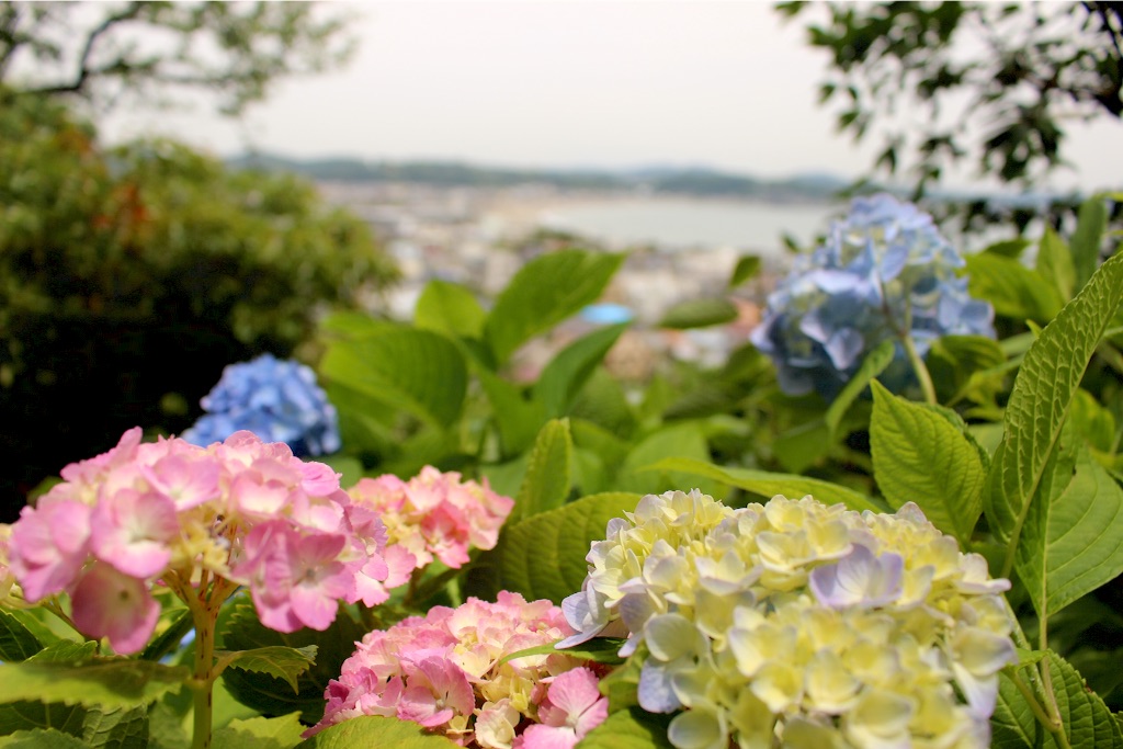 f:id:meganekagami:20160607171026j:image f:id:meganekagami:20160607171026j:image