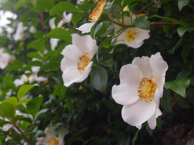 f:id:megmegochi:20150430092522j:plain f:id:megmegochi:20150430092522j:plain