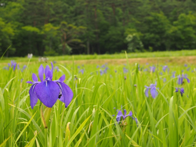 f:id:megmegochi:20150608074952j:image f:id:megmegochi:20150608074952j:image