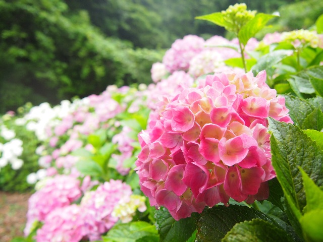 f:id:megmegochi:20150611213502j:image f:id:megmegochi:20150611213502j:image