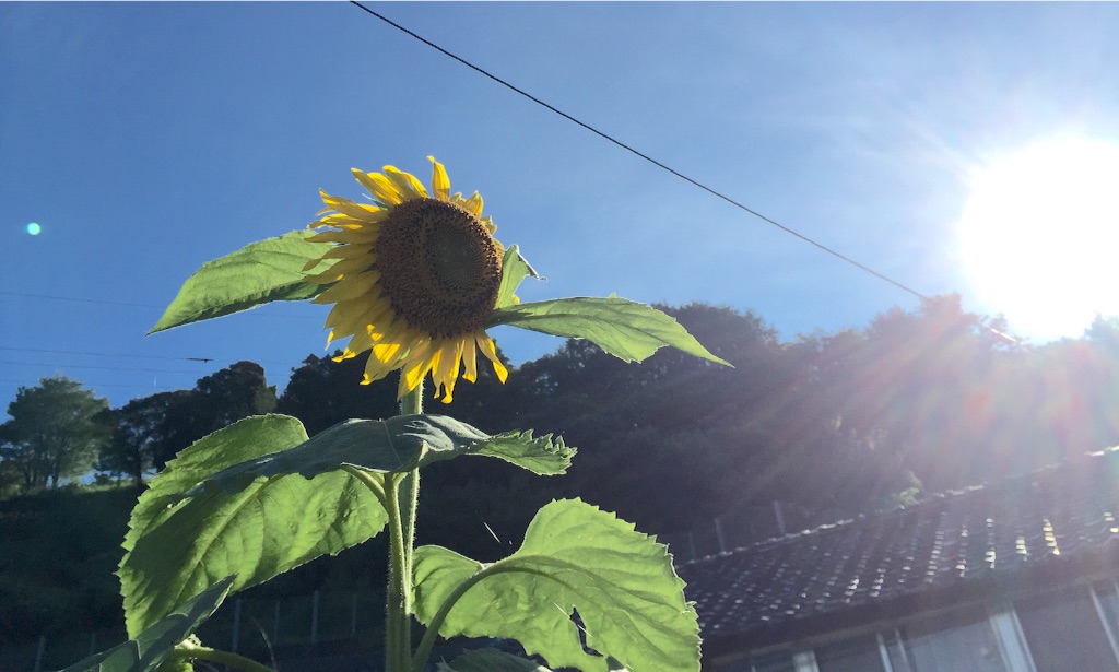 f:id:megmegochi:20150724205619j:image f:id:megmegochi:20150724205619j:image