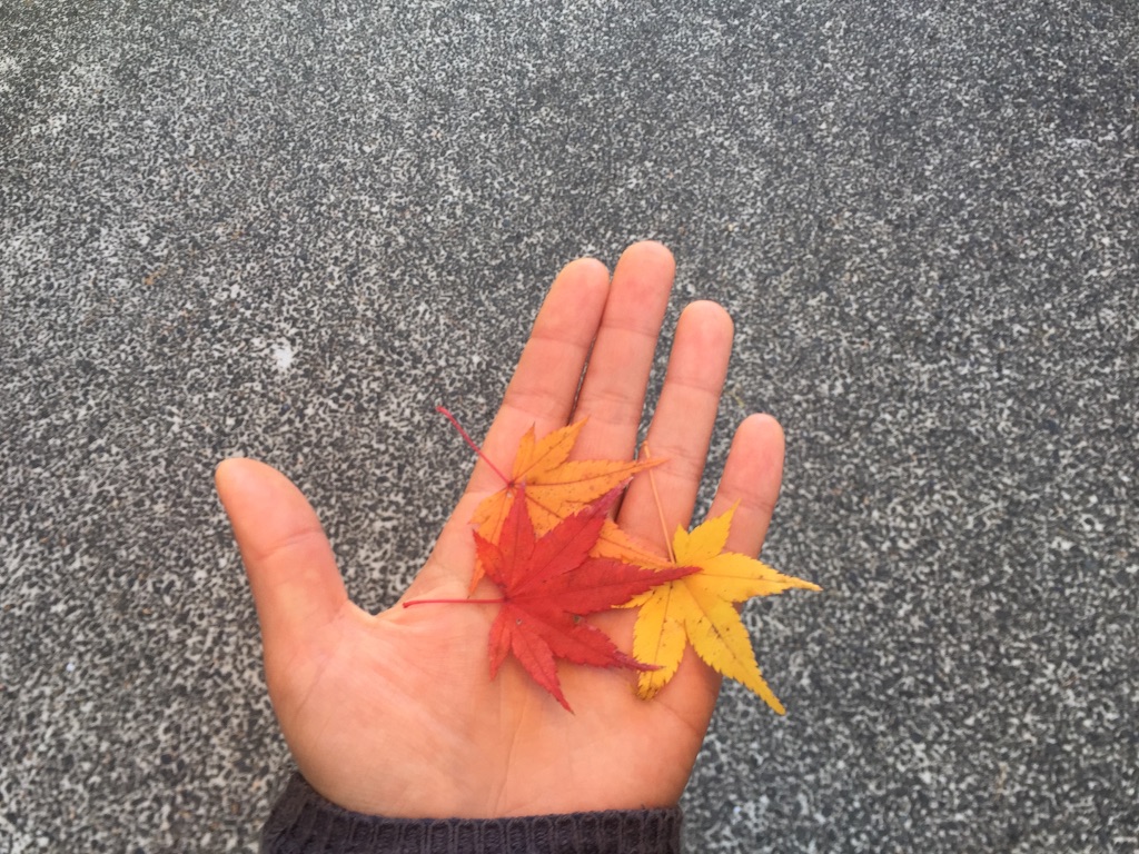 f:id:megmegochi:20151208230115j:image f:id:megmegochi:20151208230115j:image
