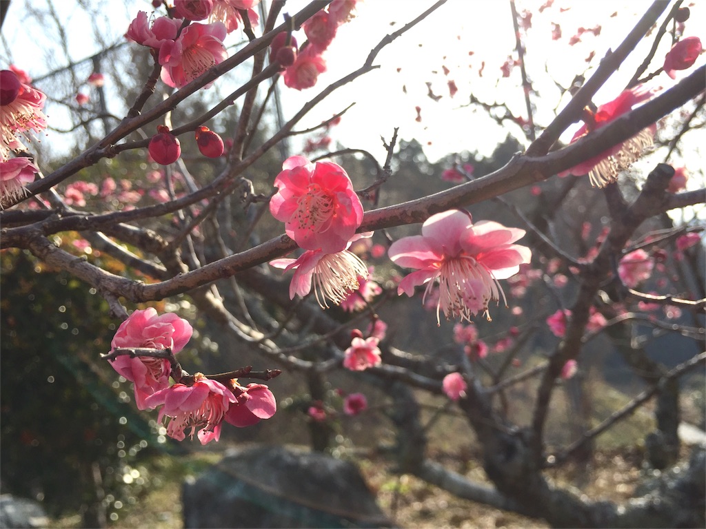 f:id:megmegochi:20160228214510j:image f:id:megmegochi:20160228214510j:image
