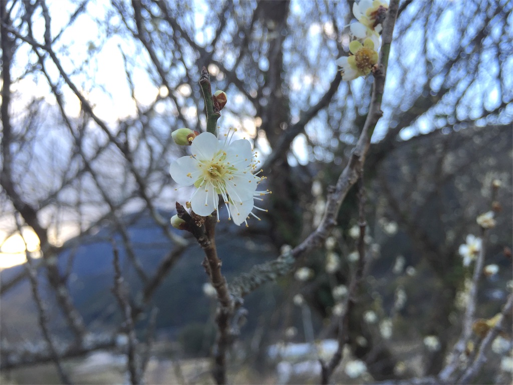 f:id:megmegochi:20160228214706j:image f:id:megmegochi:20160228214706j:image