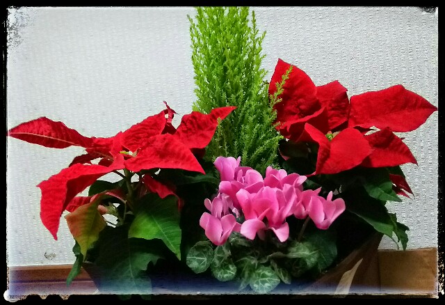 f:id:meguizumicostco:20151120191232j:image f:id:meguizumicostco:20151120191232j:image