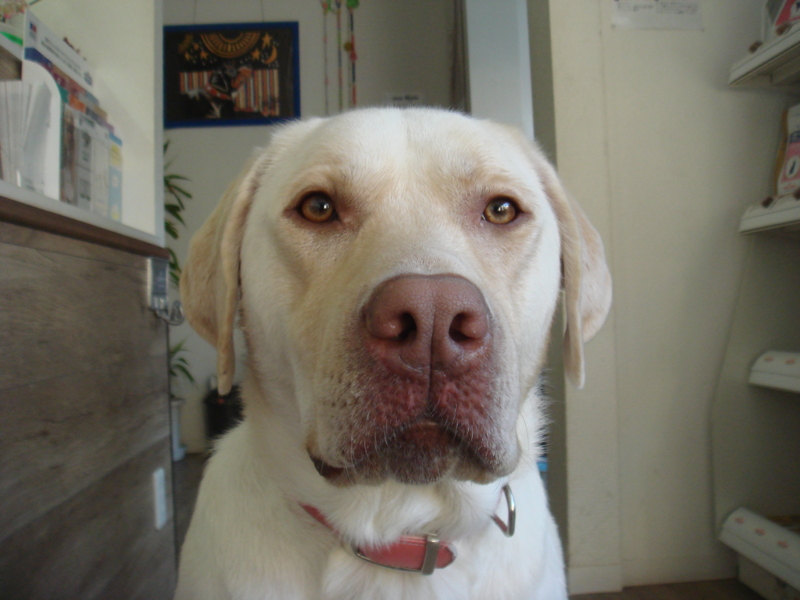 f:id:megumi-ah:20140104152446j:plain f:id:megumi-ah:20140104152446j:plain