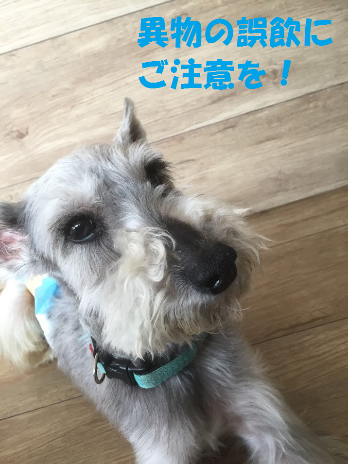 f:id:megumi-ah:20160606124958p:plain f:id:megumi-ah:20160606124958p:plain