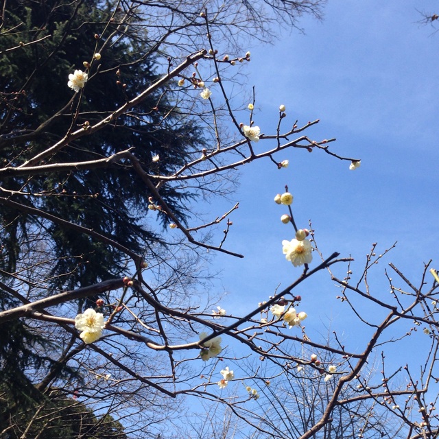 f:id:megumishimizu:20150304213208j:plain f:id:megumishimizu:20150304213208j:plain