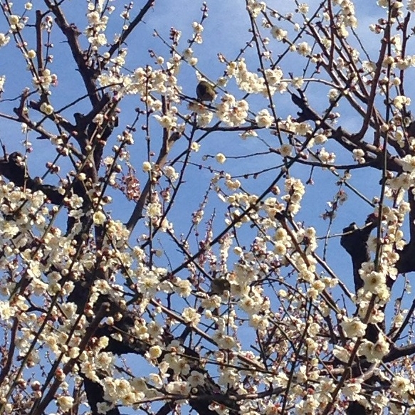 f:id:megumishimizu:20150304213244j:plain f:id:megumishimizu:20150304213244j:plain