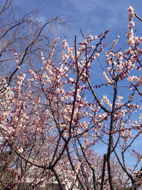 f:id:megumishimizu:20150304213314j:plain f:id:megumishimizu:20150304213314j:plain