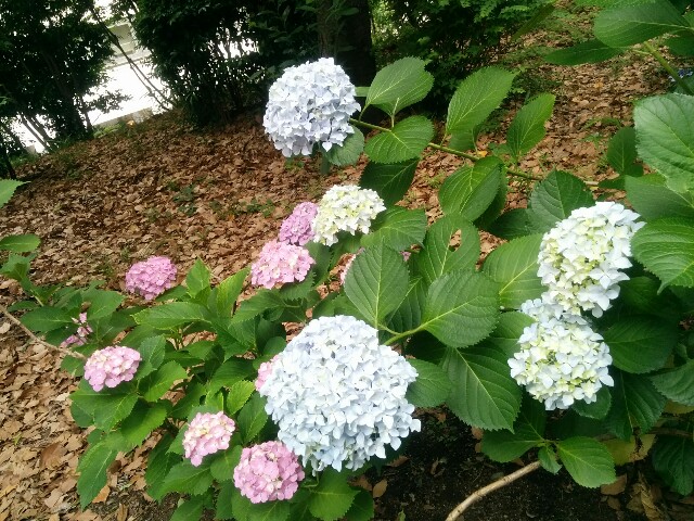 f:id:megumishimizu:20150605230122j:image f:id:megumishimizu:20150605230122j:image