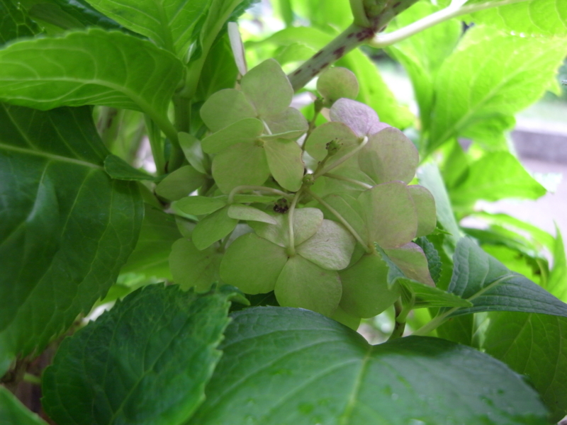 f:id:megurukisetu:20121014135251j:image:w360 f:id:megurukisetu:20121014135251j:image:w360