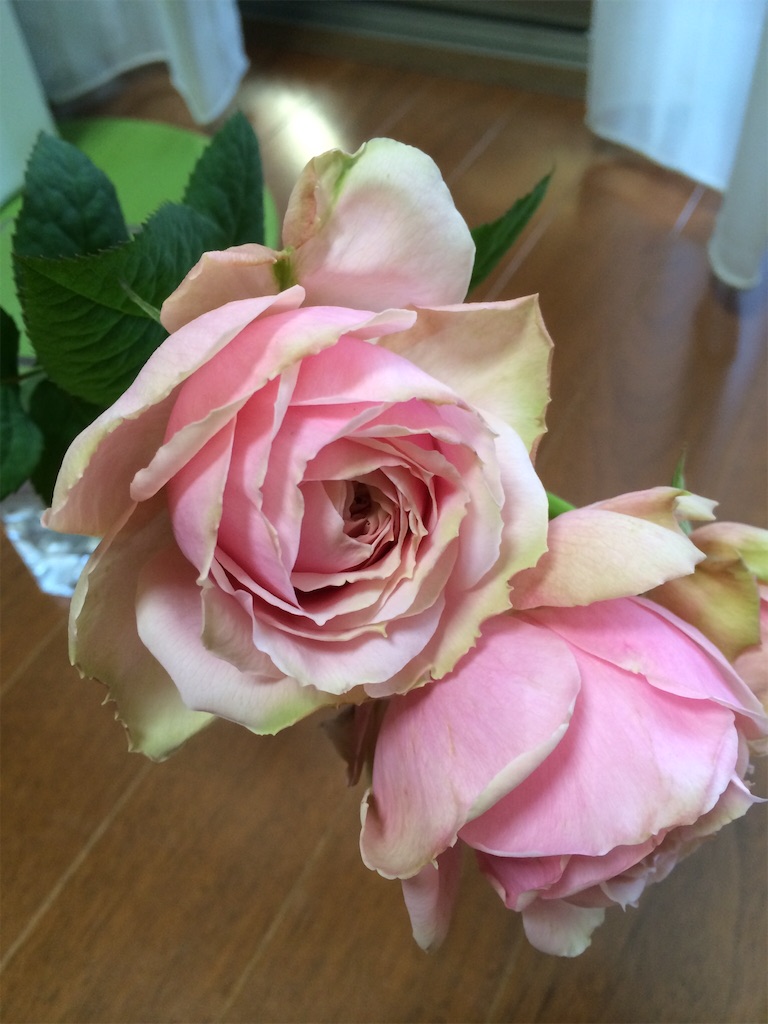 f:id:megurukisetu:20160402105450j:image f:id:megurukisetu:20160402105450j:image