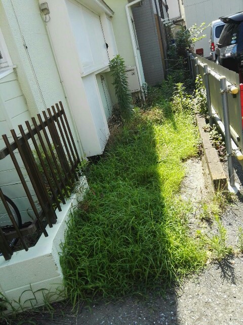 f:id:merimutsu:20160704234620j:image f:id:merimutsu:20160704234620j:image