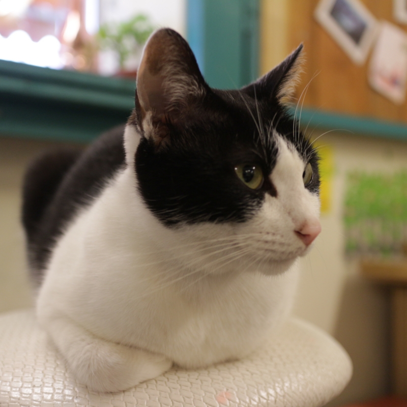 f:id:mewprofan:20160121222828j:plain f:id:mewprofan:20160121222828j:plain