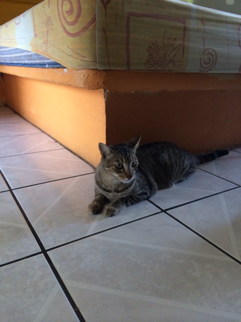 f:id:mexicoiiyone:20150225050633j:plain f:id:mexicoiiyone:20150225050633j:plain