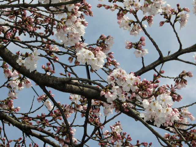 f:id:mfigure:20160329182238j:plain f:id:mfigure:20160329182238j:plain