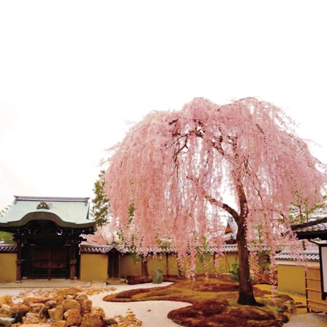 f:id:mg0905:20150319230124j:plain f:id:mg0905:20150319230124j:plain