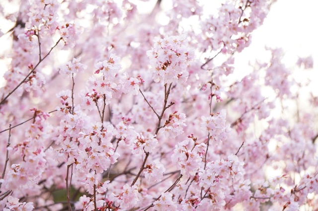 f:id:mg0905:20150322181819j:plain f:id:mg0905:20150322181819j:plain