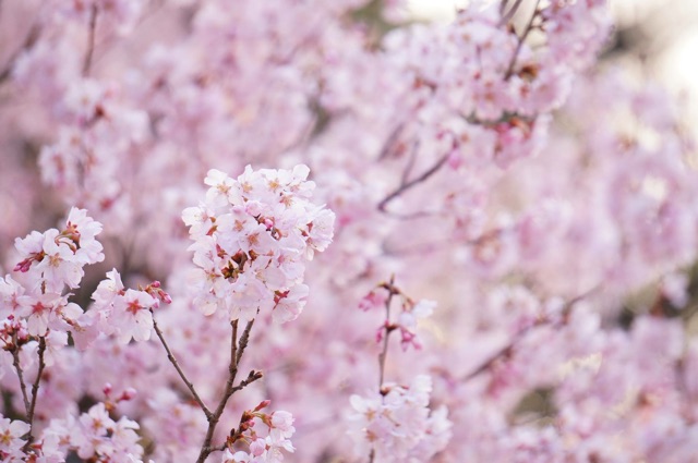 f:id:mg0905:20150322182031j:plain f:id:mg0905:20150322182031j:plain