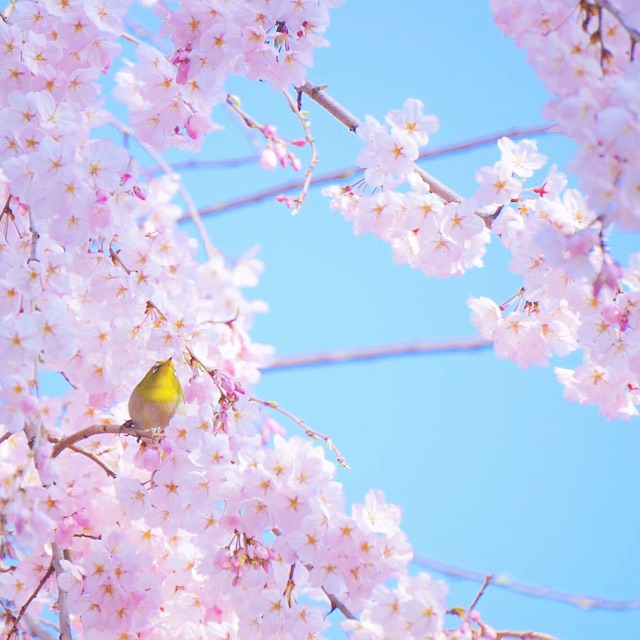 f:id:mg0905:20150322205309j:plain f:id:mg0905:20150322205309j:plain