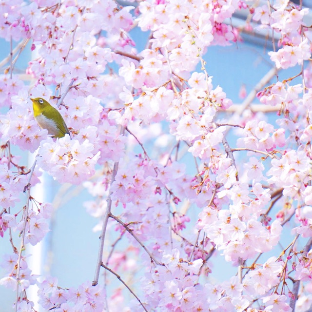 f:id:mg0905:20150322205322j:plain f:id:mg0905:20150322205322j:plain