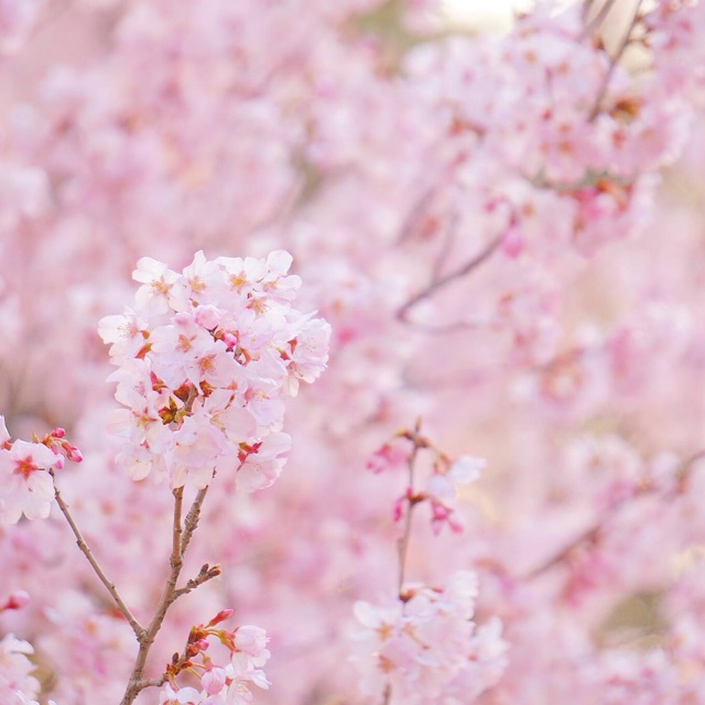 f:id:mg0905:20150322205337j:plain f:id:mg0905:20150322205337j:plain